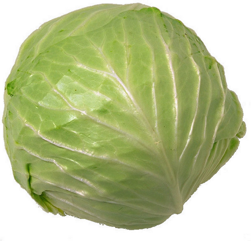 [cabbage5.jpg]
