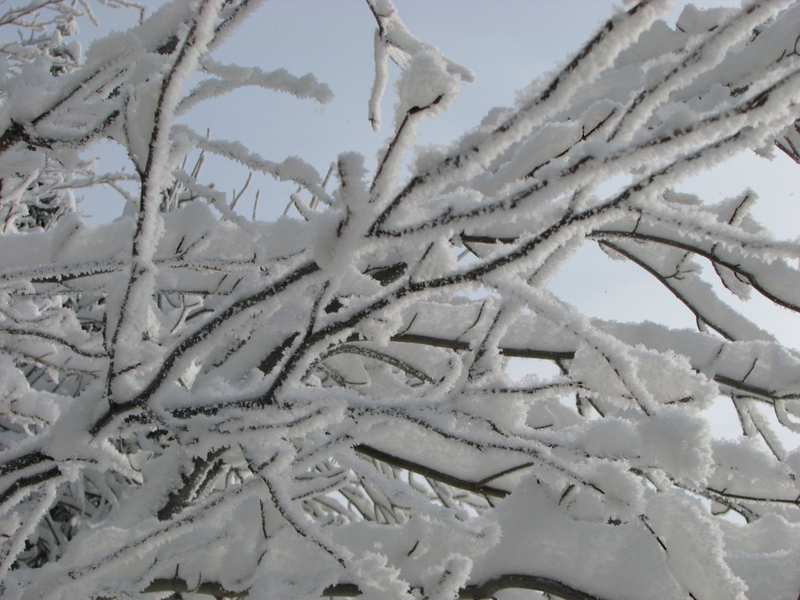 [crystalline+snow+tree.jpg]