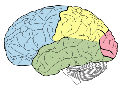 [250px-Lobes_of_the_brain_NL.svg.png]