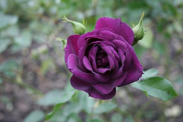 [purple+rose.JPG]