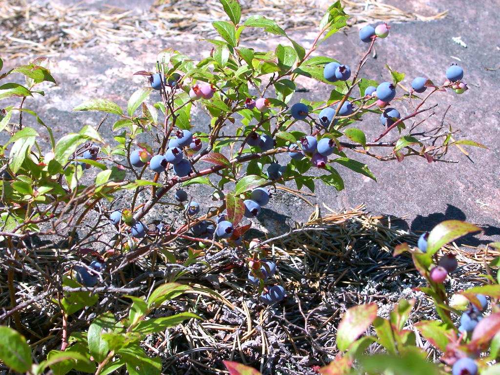 [48+-+Blueberries+everywhere+we+go.jpg]