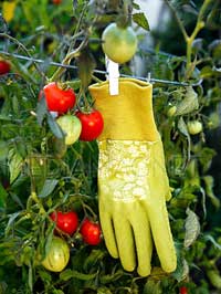 Gardening glove hanging from a tomato plant