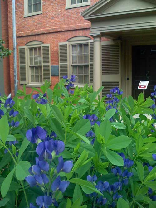 Foreground a blue indigo plant, background a brick colonial house