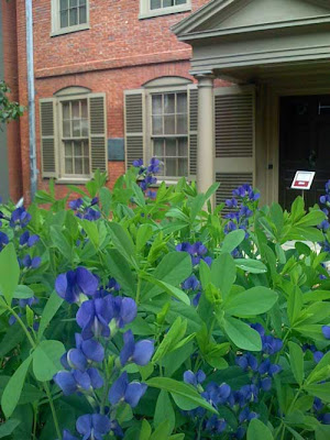 Foreground a blue indigo plant, background a brick colonial house