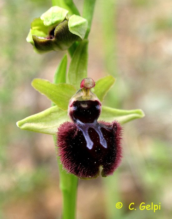 [5-Ophrys+incubacea-799425.jpg]