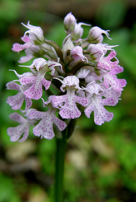 [Orchis-conica-031-777427.jpg]