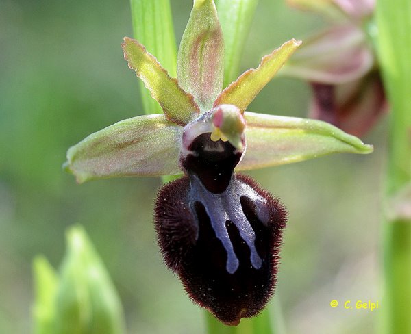 [3-Ophrys-incubacea-710258.jpg]