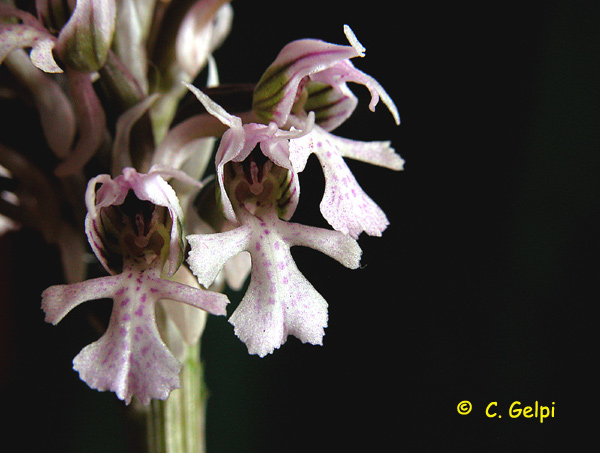 [1-Orchis+conica-788915.jpg]