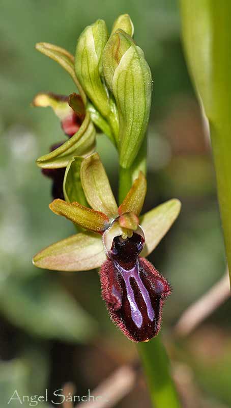 [Ophrys-incubacea-030-782567.jpg]