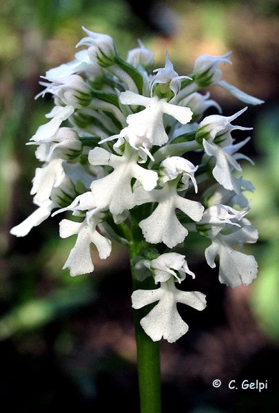 [1-Orchis-conica-albina-701307.jpg]