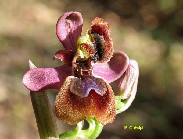 [2-Ophrys+x+heraultii-703386.jpg]