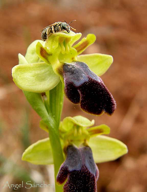 [Ophrys-fusca-032-787527.jpg]