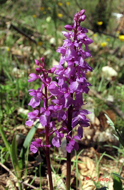 [1-Orchis-mascula-711216.jpg]