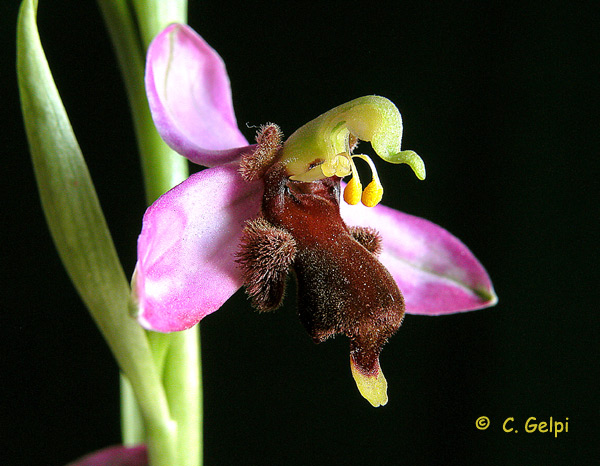 [5-Ophrys+apifera+v+almaracensis-742511.jpg]