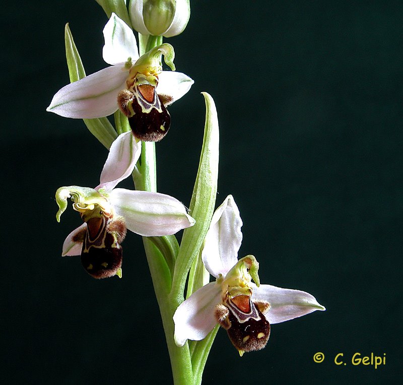 [1-Ophrys+apifera+v+apifera-766606.jpg]
