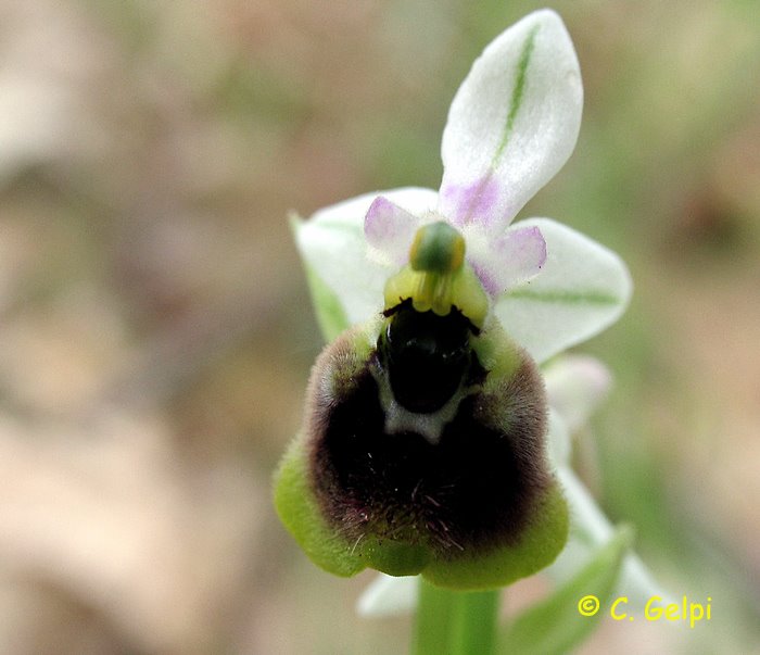 [4-Ophrys+ficalhoana-719869.jpg]