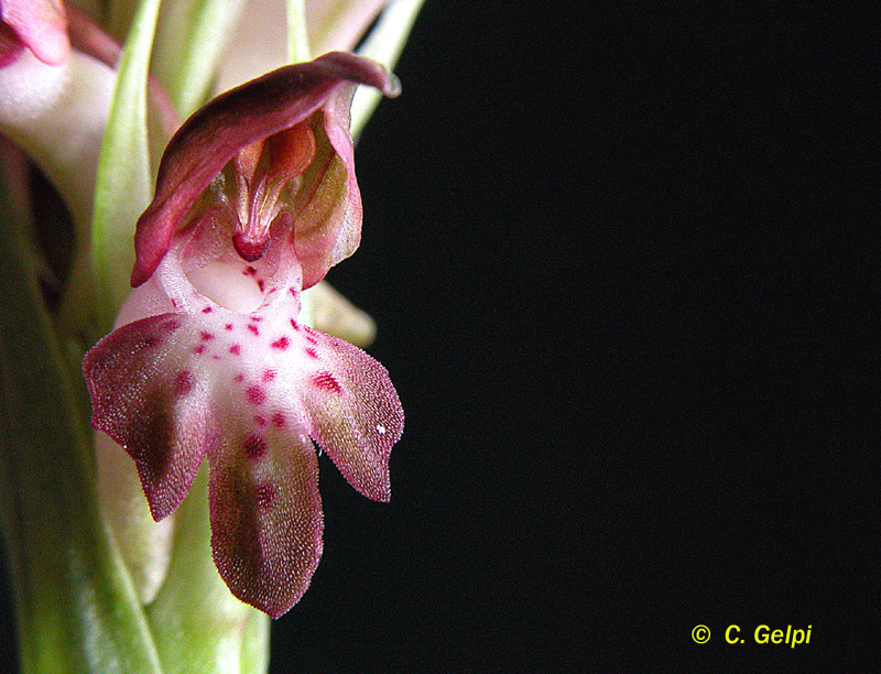 [2-Orchis+coriophora-723232.jpg]