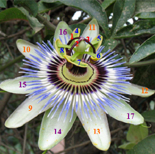 [Passion+flower+labeled.jpg]