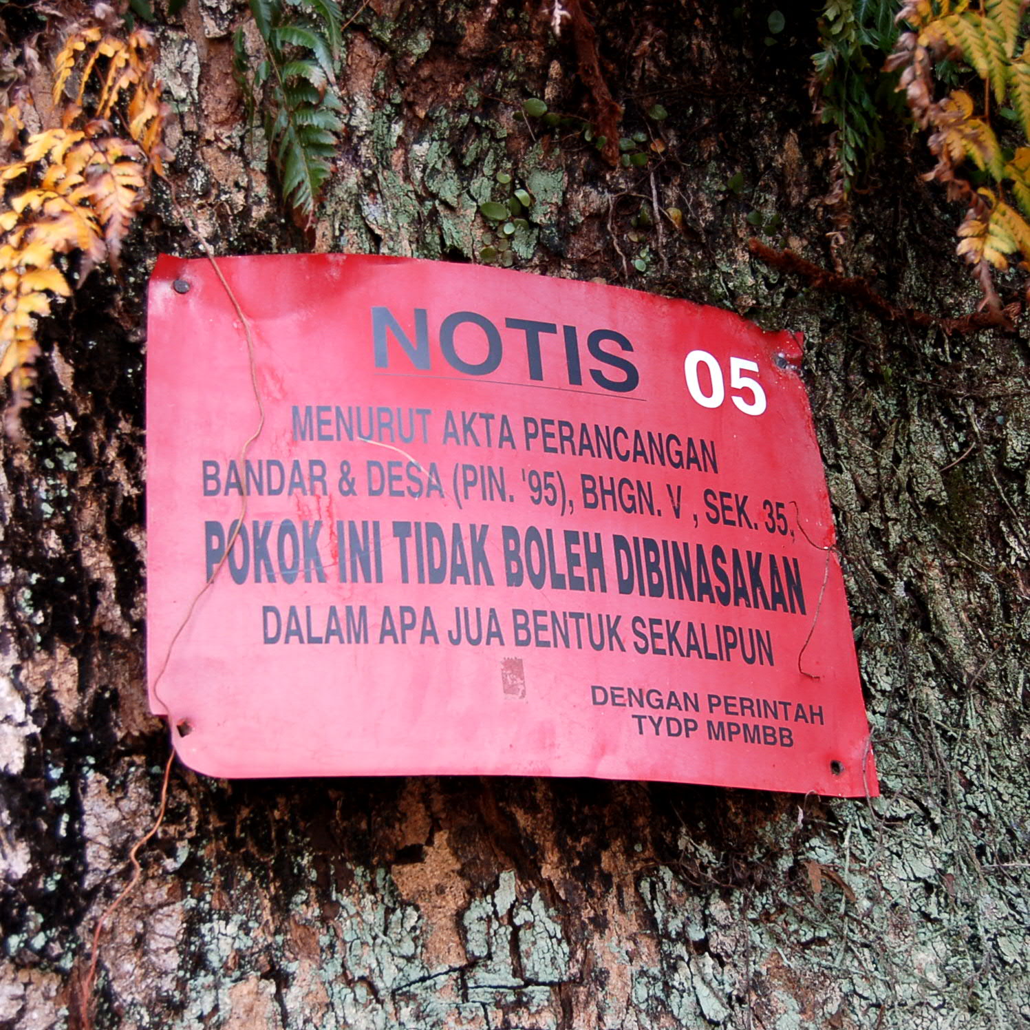[tree+notice.JPG]