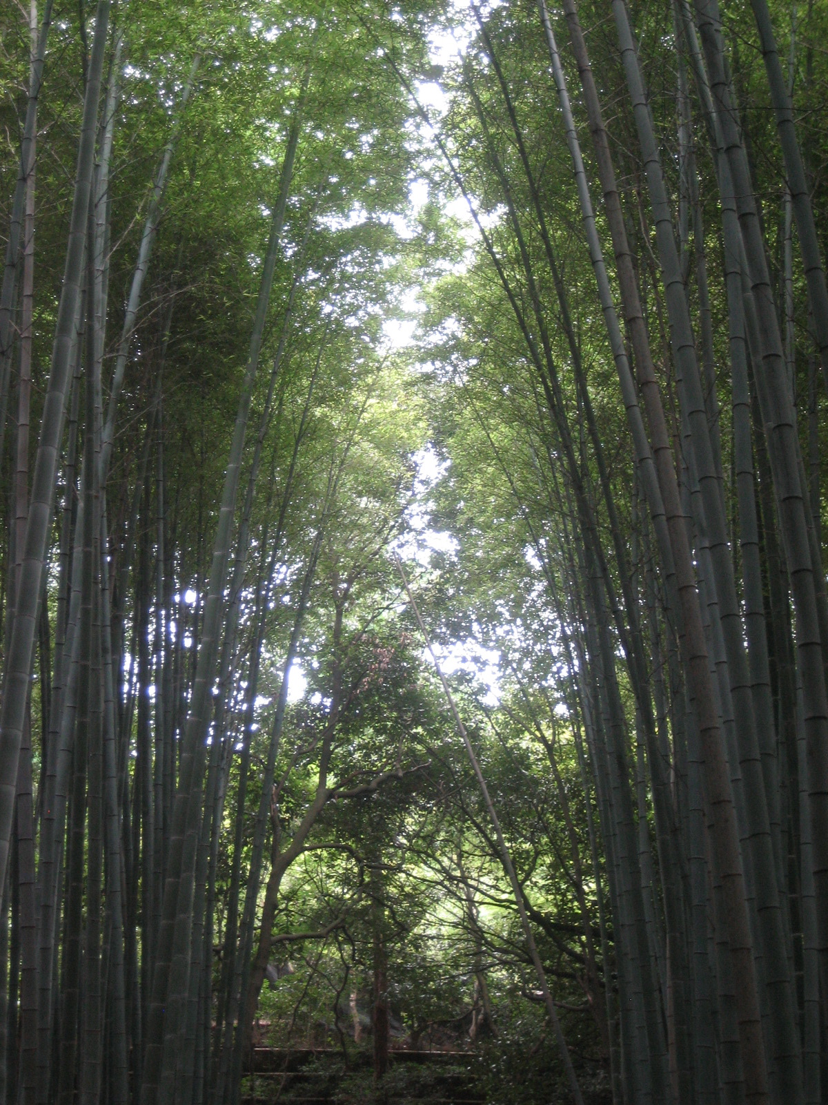 [bambooarch.JPG]