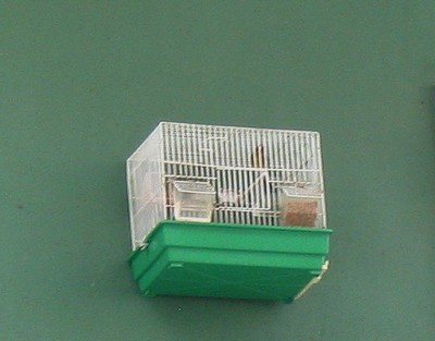 [bird+cage.jpg]