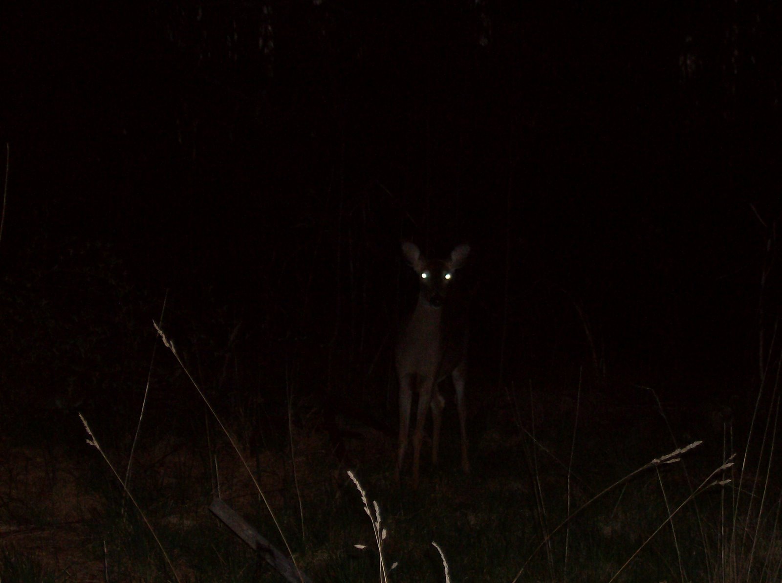 [Deer+in+the+Night.jpg]
