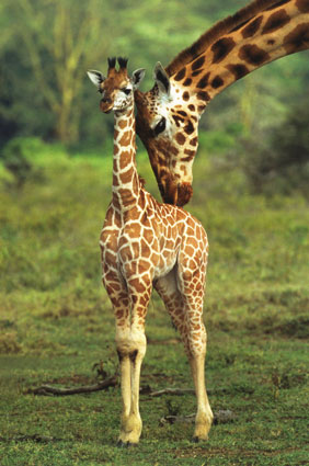 [anonymous-giraffe-and-baby-9912203.jpg]