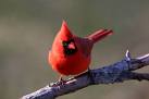 [red+bird.jpg]