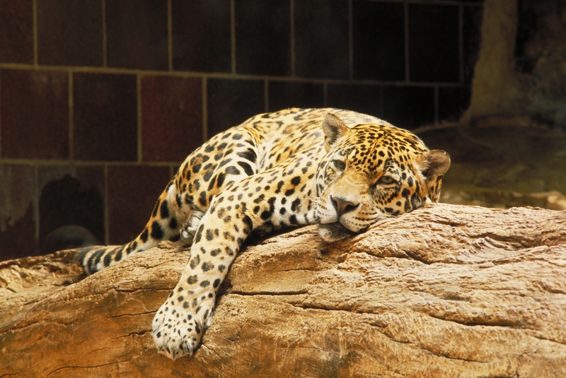 [sleepy+cheetah.jpg]