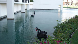 a group of black swans in a body of water