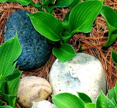 Hosta and stones, Early Spring 2008