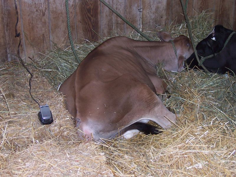 [cow+with+cell+phone.jpg]