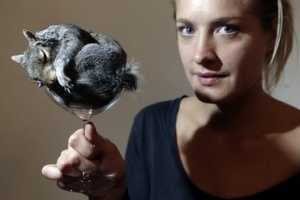 Polly Morgan with a Stuffed Grey Squirrel in a Glass
