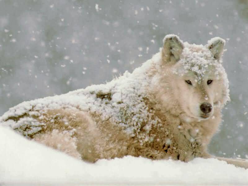 [Global+Warming+wolf.jpg]
