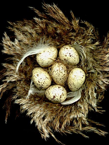 [Nest w eggs.jpg]