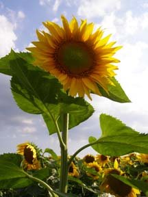 [sunflower_edited-1.jpg]
