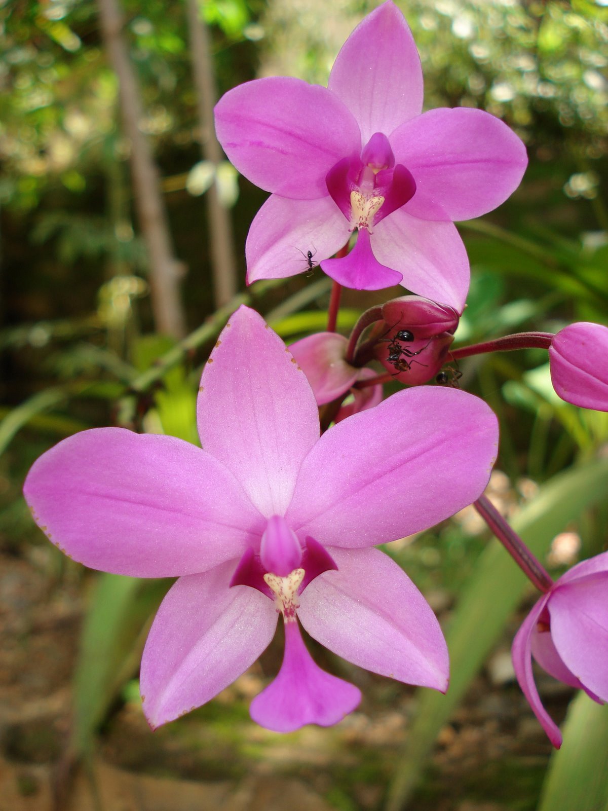 [Orchid.jpg]