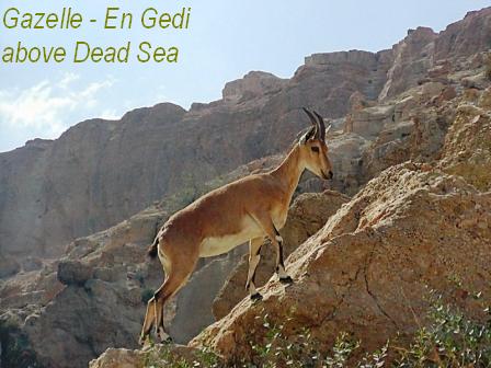 [Gazelle+En+Gedi+Dead+Sea.JPG]