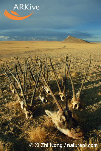 [large-Tibetan-antelope-head-and-skulls.jpg]