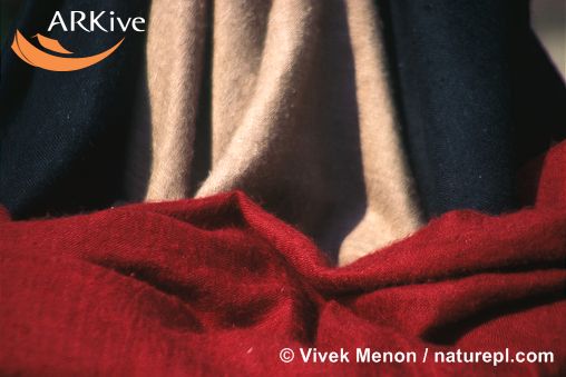[large-Shantoosh-shawls-made-from-Tibetan-antelope-fur.jpg]