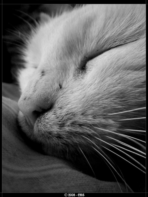 [Sleeping_cat_by_CRsss.jpg]