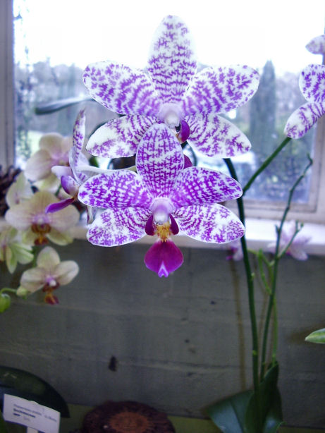 [orchid5.jpg]