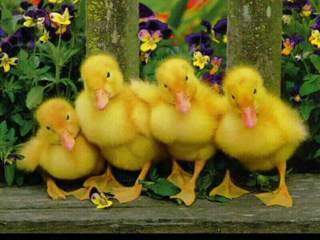 [Easter+chicks.jpg]