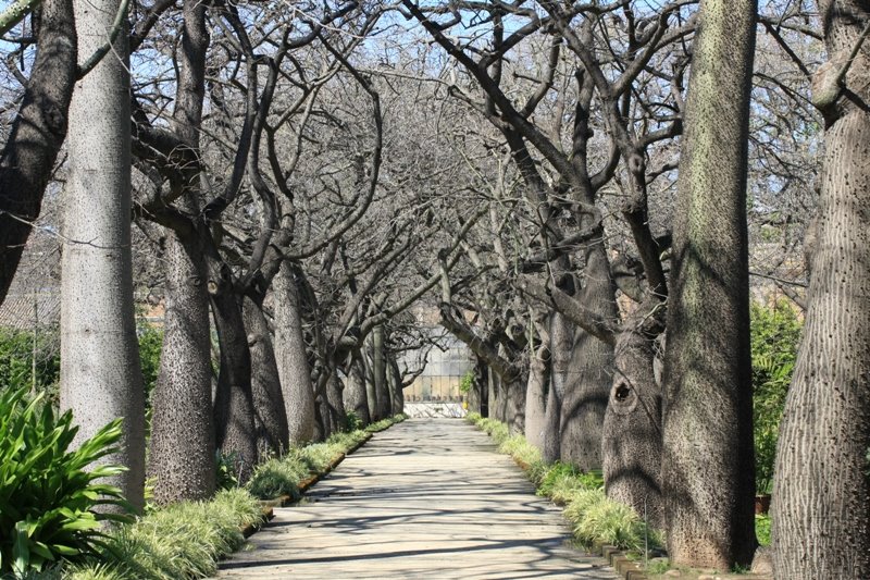 Botanical Garden - Floss Silk Trees - Palermo, Italy