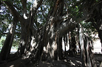 Villa Garibaldi Banyan Tree - Palermo, Sicily