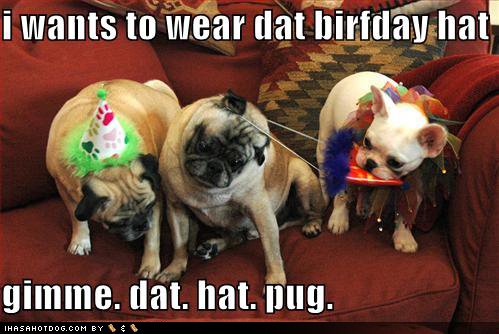 [funny-dog-pictures-birthday-hats.jpg]