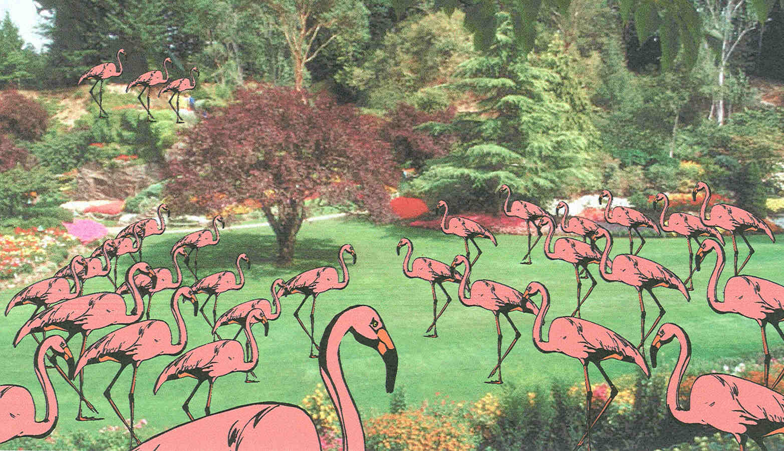 [flamingo+hoard.jpg]
