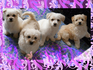 [Picture-006pink-brush-pups.gif]