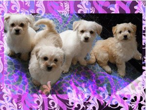 [Picture-006pink-brush-pups-copy.jpg]