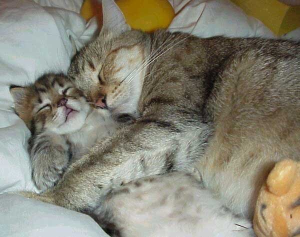[gatos+dormindo.jpg]